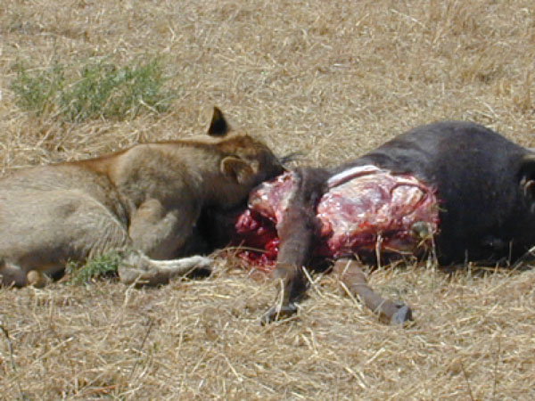 egypt to mombassa 017