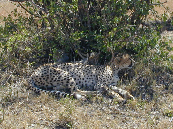 egypt to mombassa 018