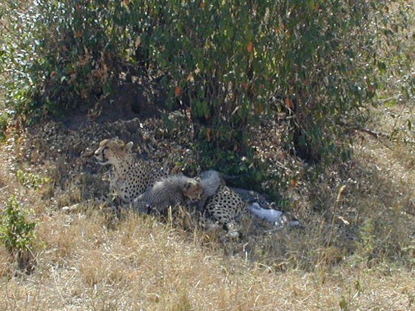 egypt to mombassa 051