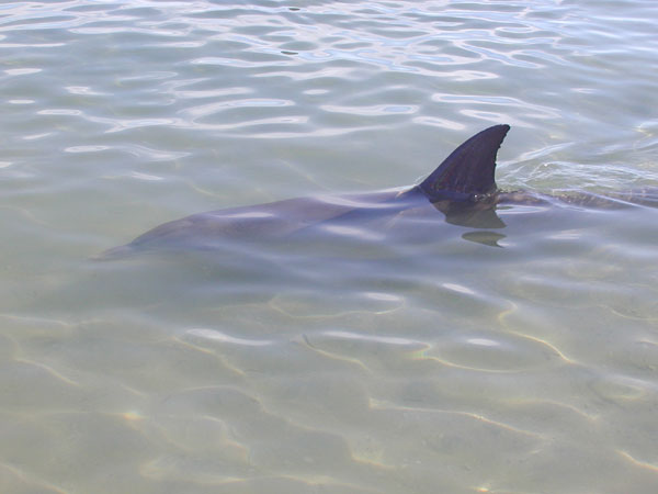 la australia and far east 066