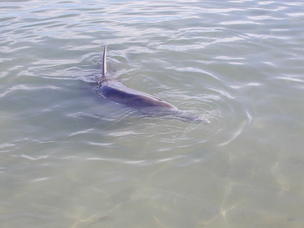 la australia and far east 067